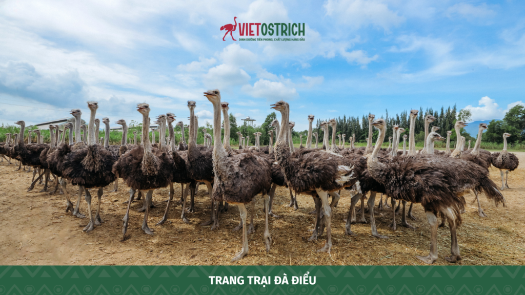 Thịt đà điểu – nguồn đạm cao, ít béo, tốt cho tim mạch