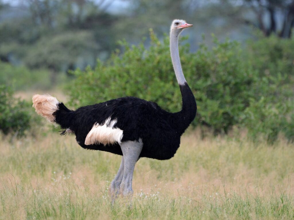 Đà điểu Somali (Struthio camelus molybdophanes)