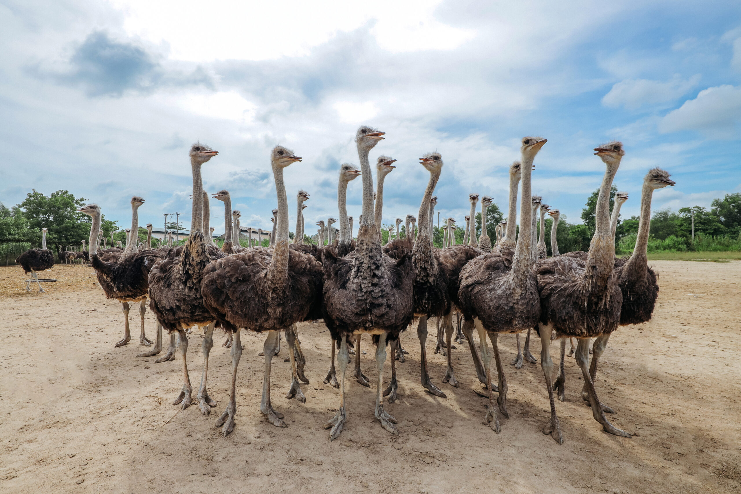 Đà điểu Bắc Phi (Struthio camelus camelus)