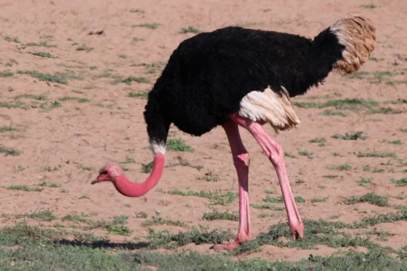 
Đà điểu Masai (Struthio camelus massaicus)